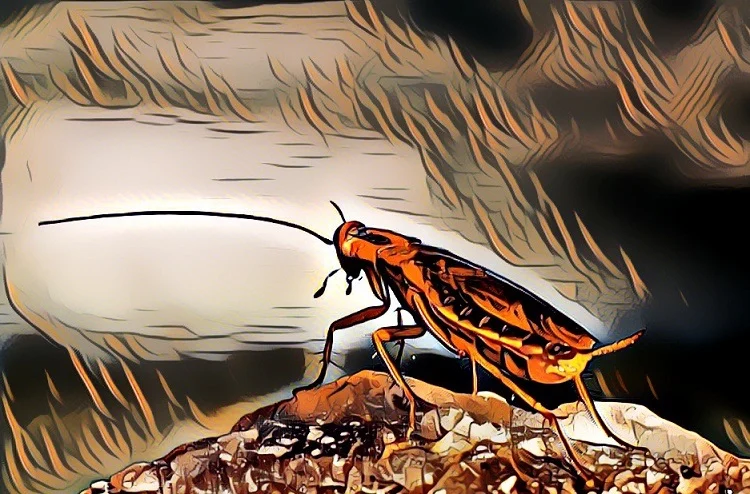 Plan Like A Cockroach