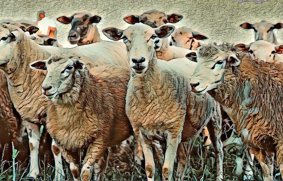 You Don’t Understand Sheep